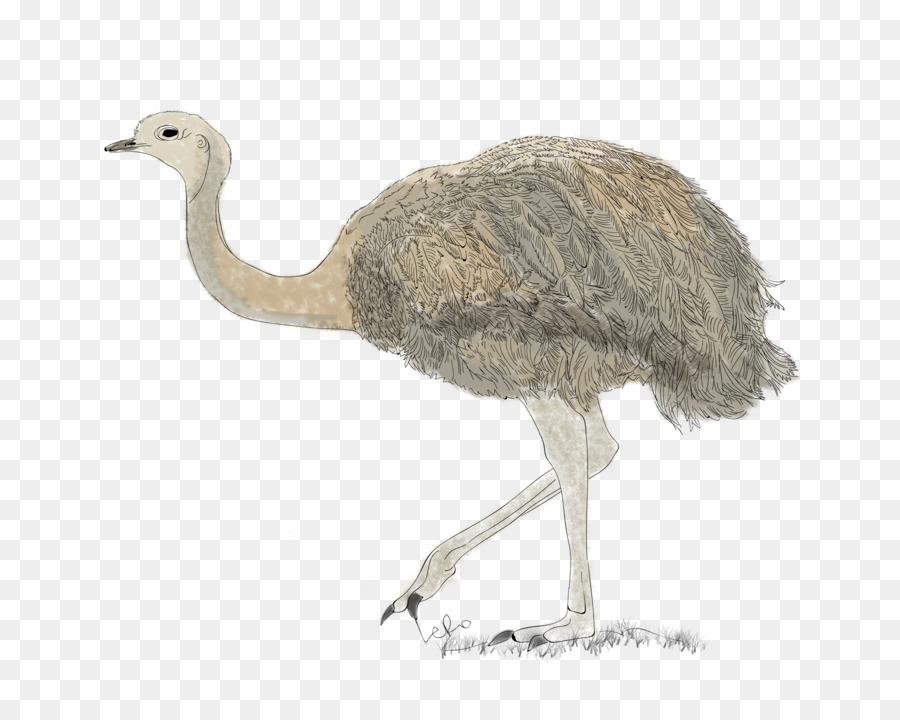 المشتركة النعام，Emu PNG
