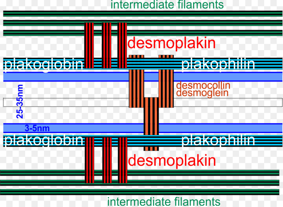 Desmosome，Desmocollin PNG