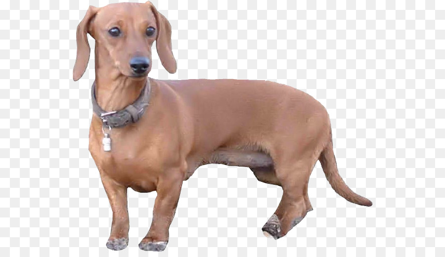 الكلب الألماني，Redbone Coonhound PNG