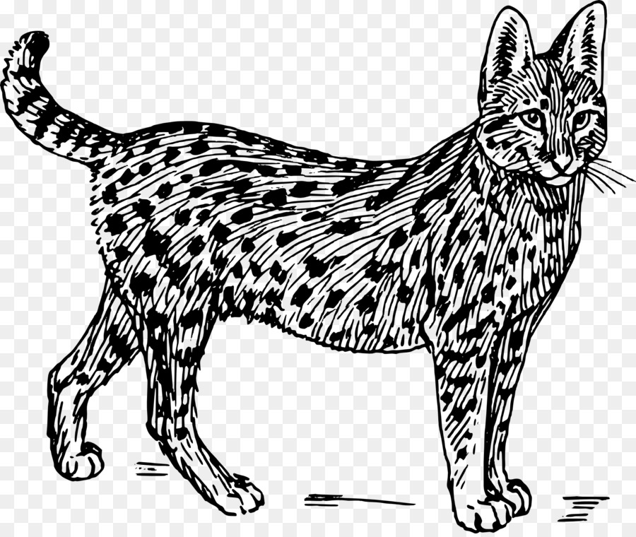 قطة سافانا，Wildcat PNG