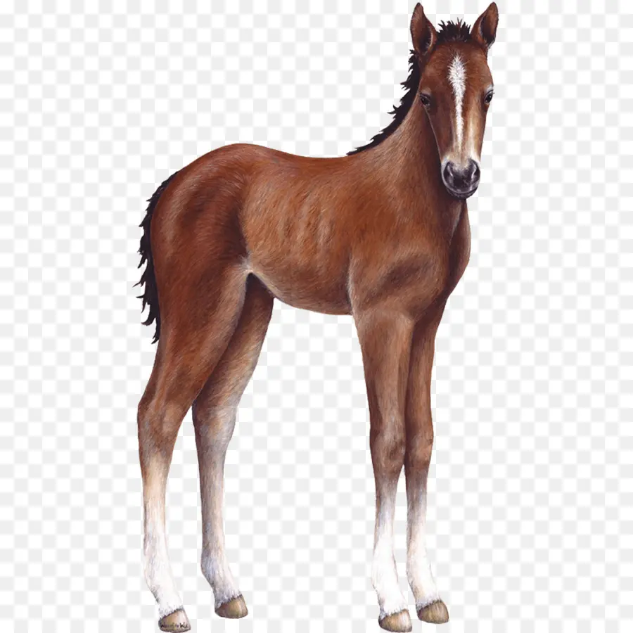 مهرا，حصان PNG