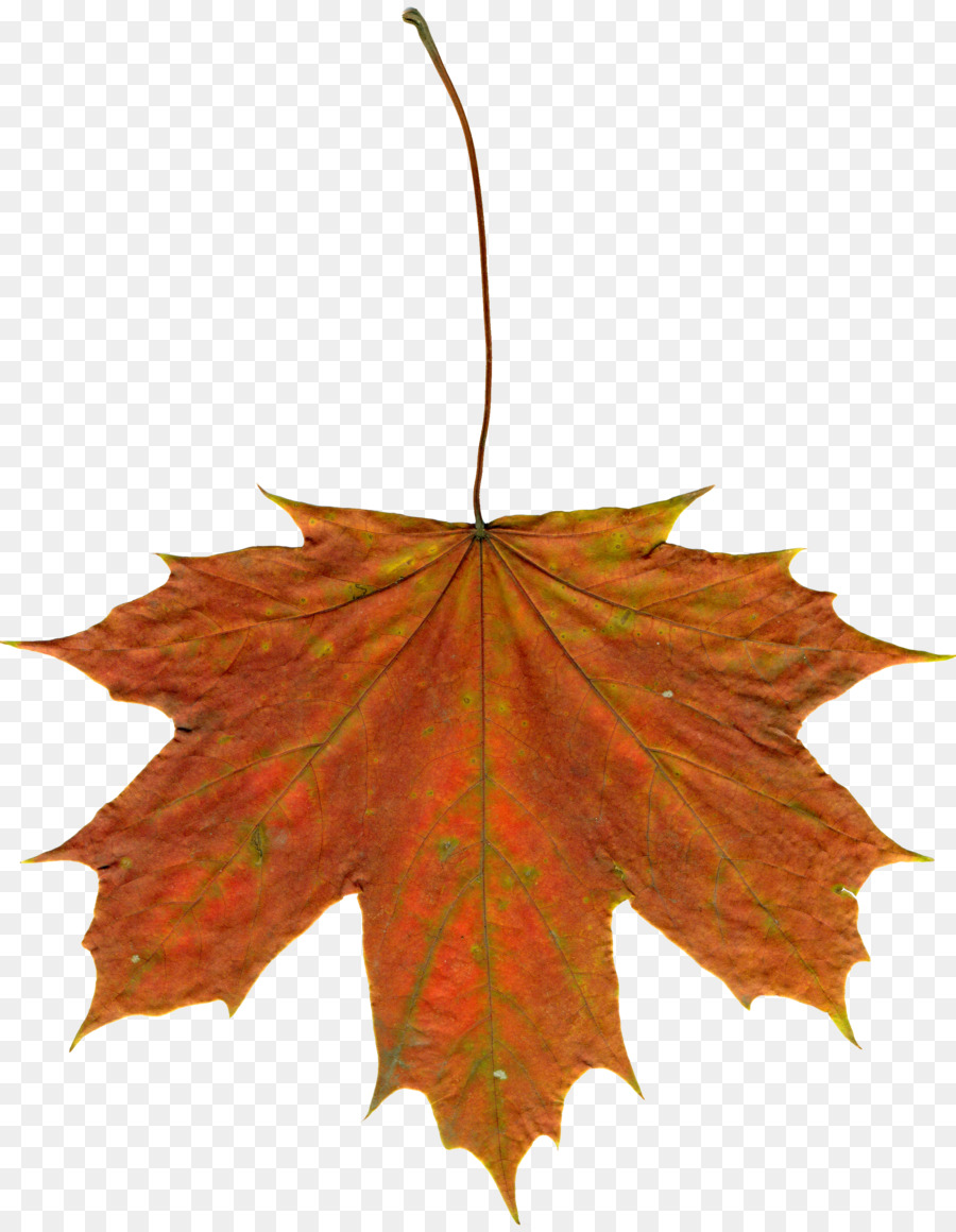 الرسم，أوراق الخريف اللون PNG
