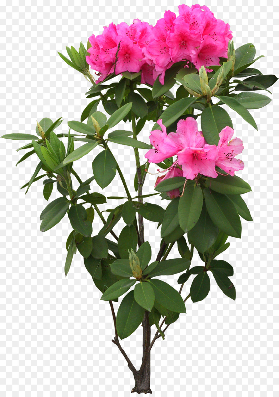 زهرة شجرة الريددندرين Simsii صورة بابوا نيو غينيا