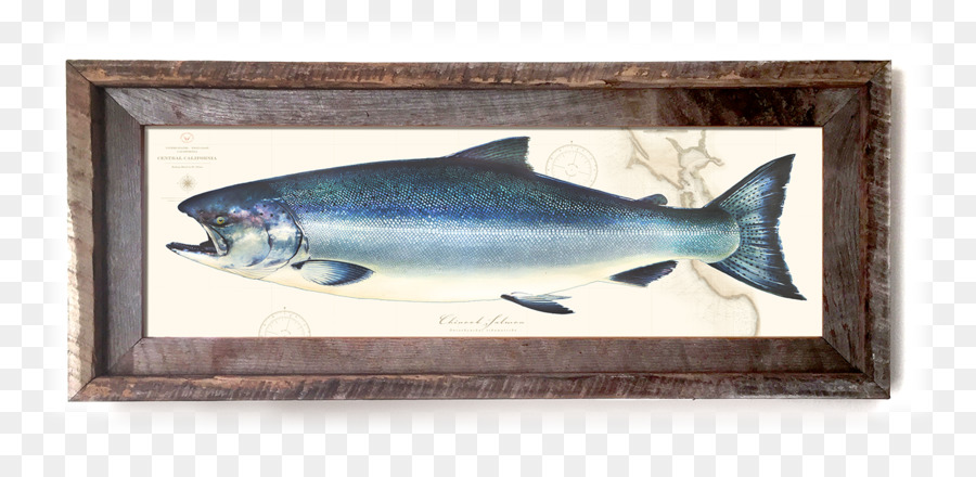 سمك السردين，سمكة PNG