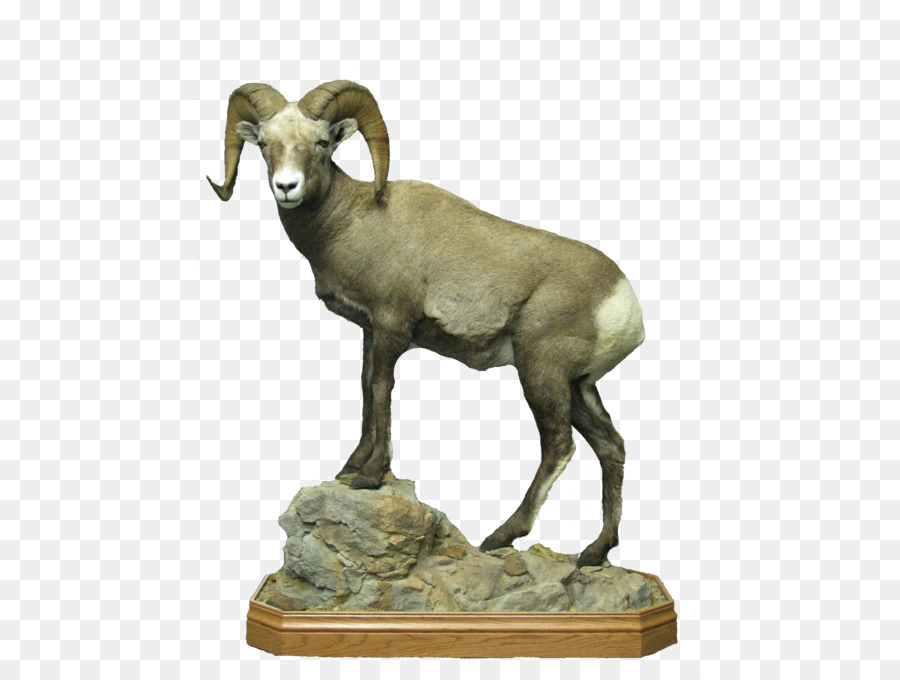 Argali，الأغنام PNG