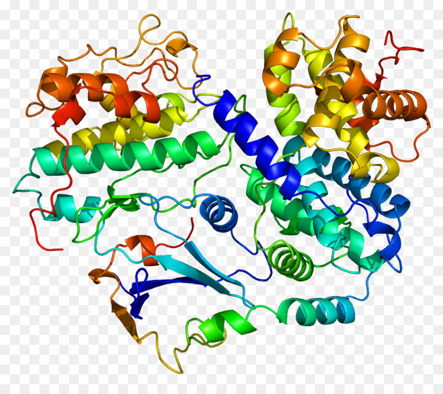 Cdkn1b，Cyclindependent كيناز PNG