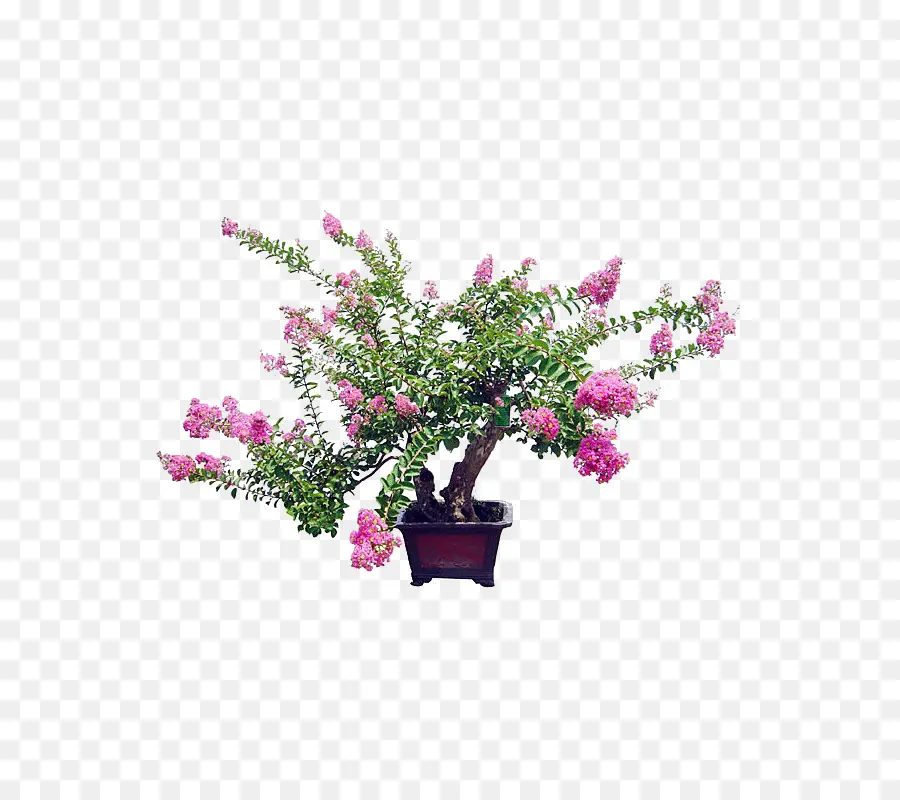 Crepemyrtle，بونساي PNG