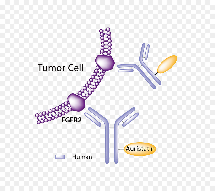 Obinutuzumab，الدواء الصيدلاني PNG