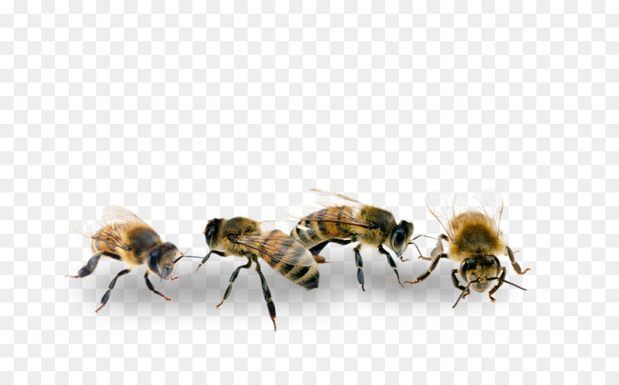 عسل النحل，النقل PNG