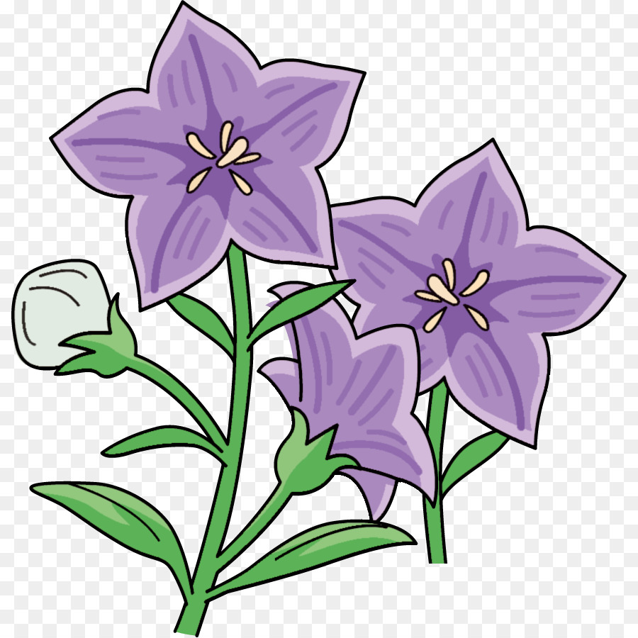 Platycodon Grandiflorus，合同会社ほぐし処あんじぃ足つぼマッサージ PNG