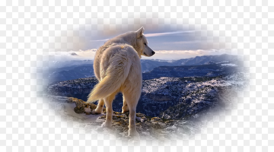 أجش سيبيريا，الذئب القطب الشمالي PNG
