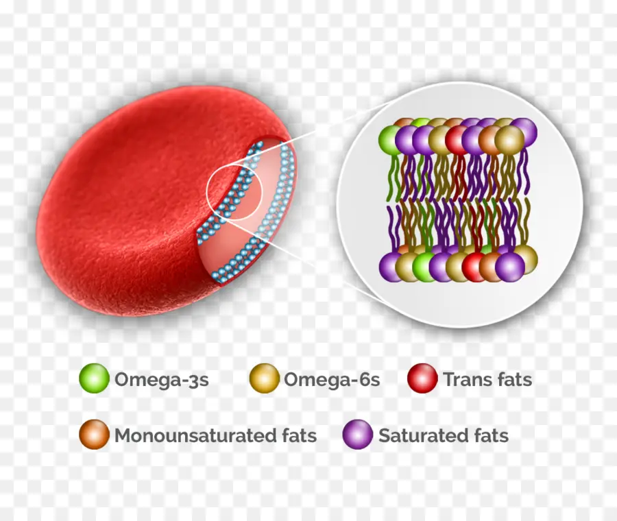 خلية الدم الحمراء，أوميغا 3 PNG