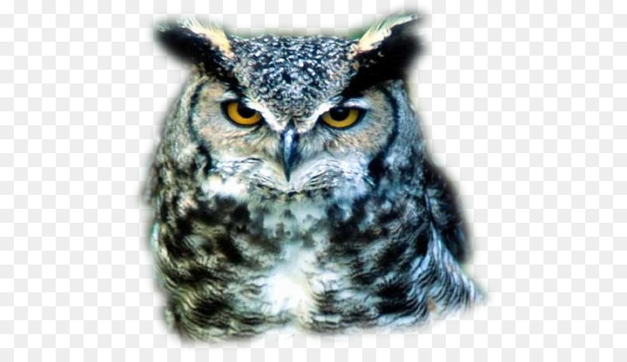 البومة，Great Grey Owl PNG