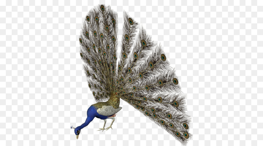 الطيور，بابو PNG