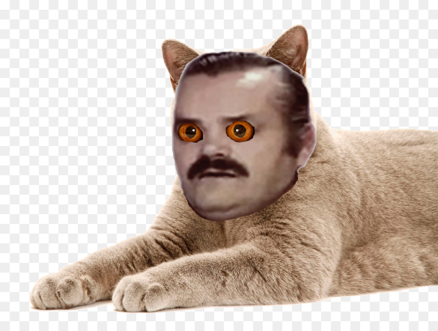 شعيرات，Chartreux PNG