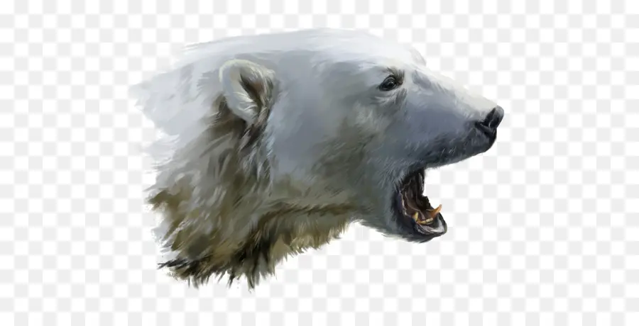 الدب القطبي，دُبٌّ PNG