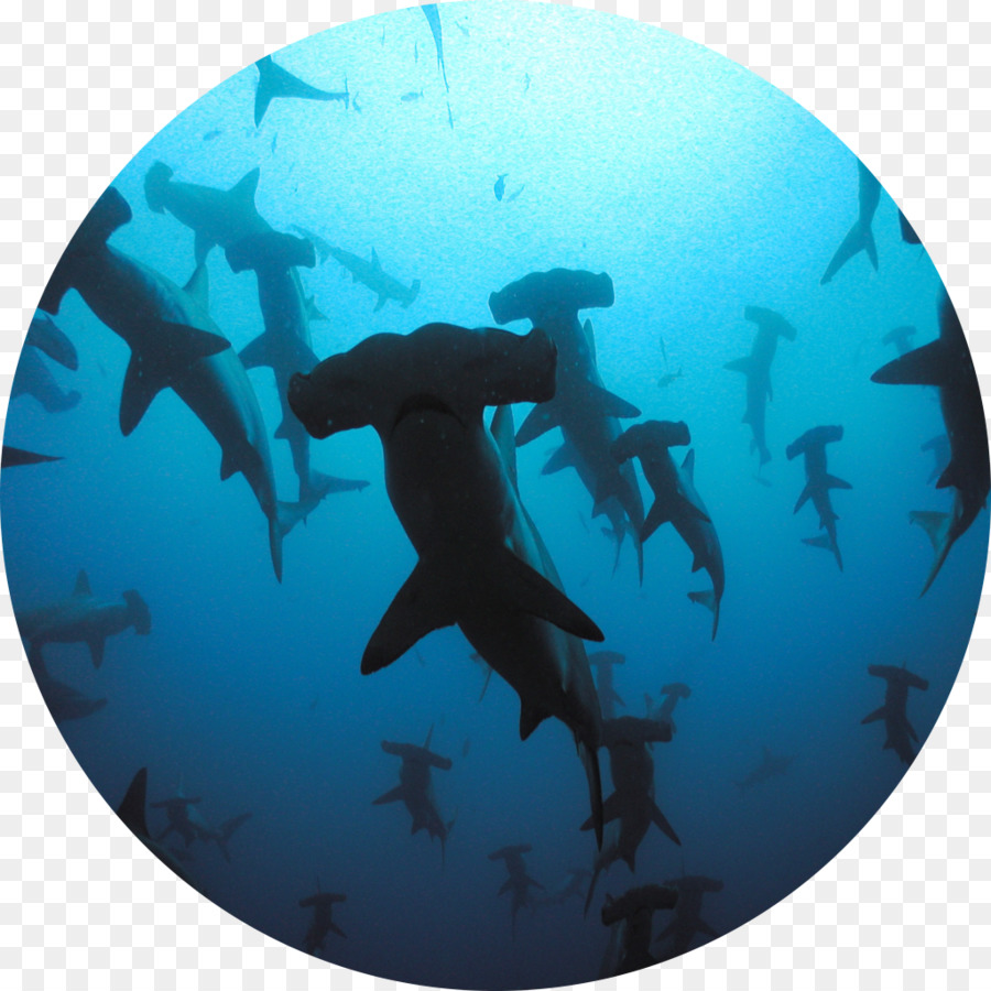 القرش，الغوص PNG