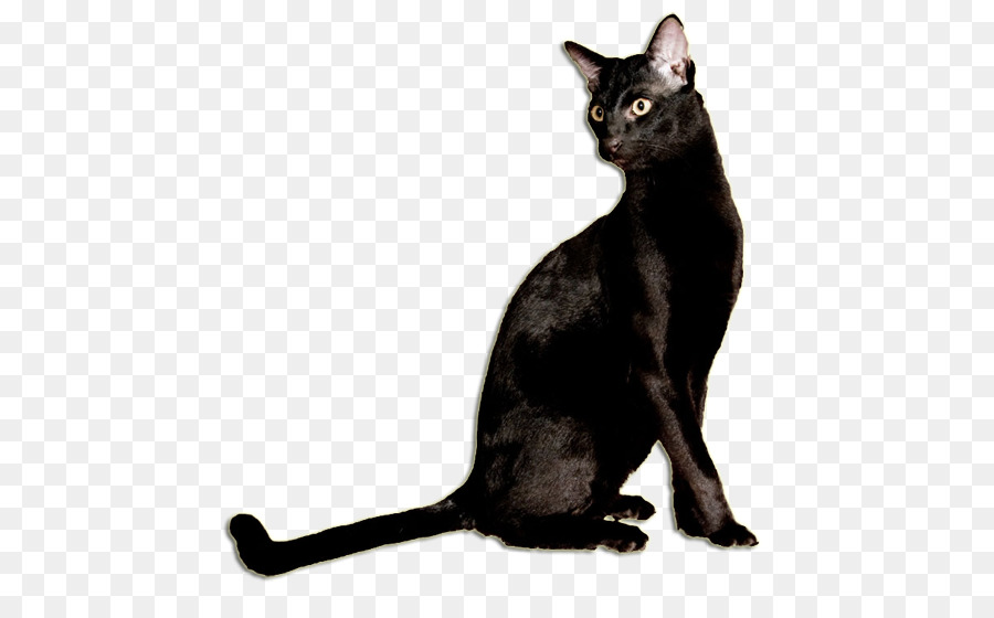 القط الأسود，القط بومباي PNG