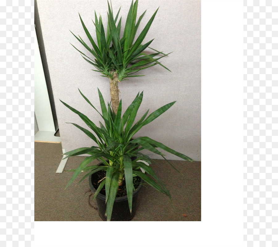 ل Houseplant，زهور PNG