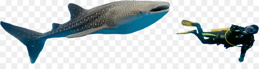 الأسماك，الثدييات البحرية PNG