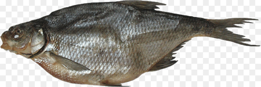 الأسماك，المشتركة الدنيس PNG