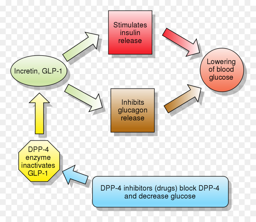 Glucagonlike الببتيد 1，ناهض مستقبلات Glucagonlike Beptide1 PNG