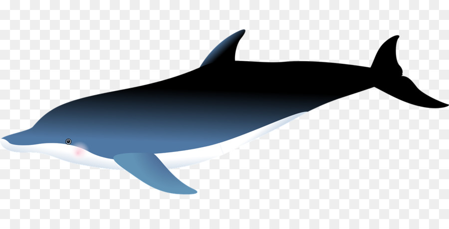 Dolphin الشورت الشورت，الدلفين Roughedoothed PNG