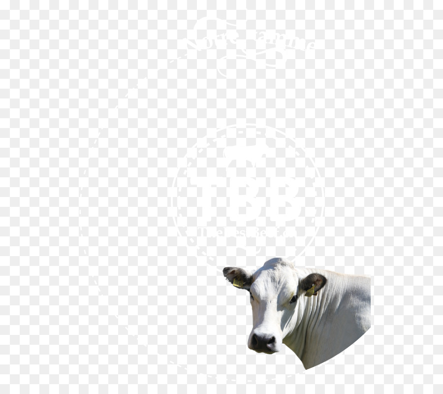 الأبقار الحلوب，الماشية PNG