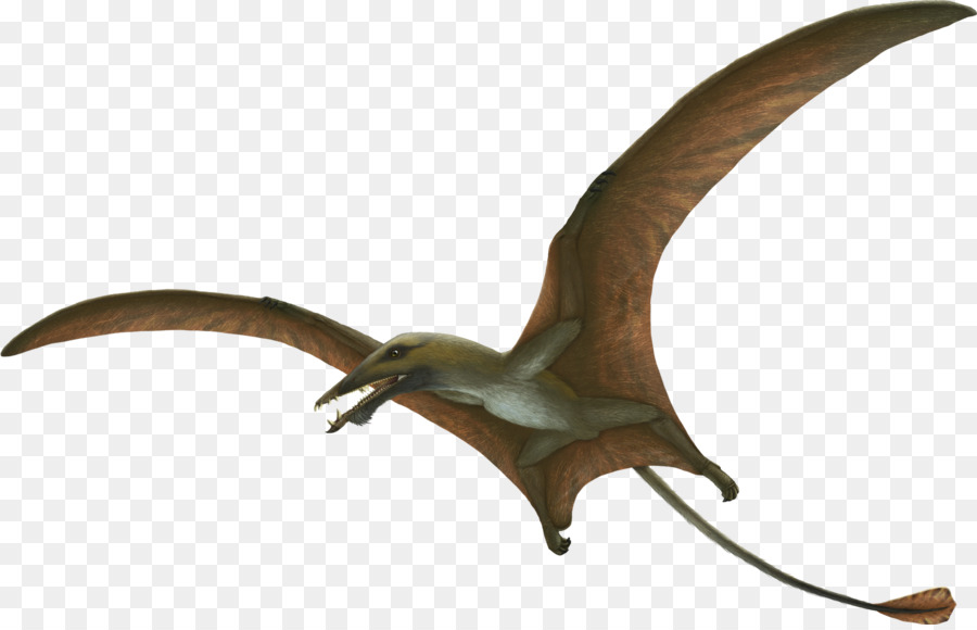 Eudimorphodon，ديناصور PNG