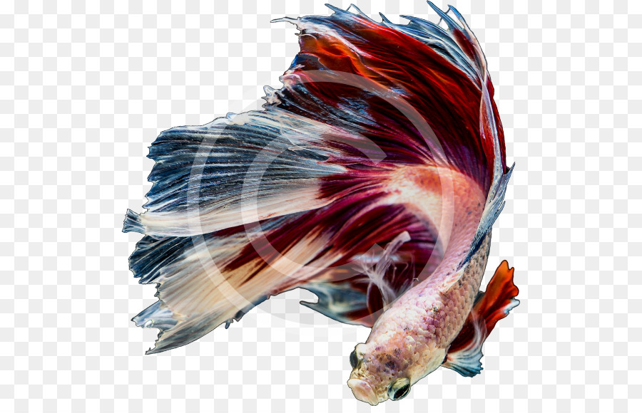 الحوض，الأسماك PNG