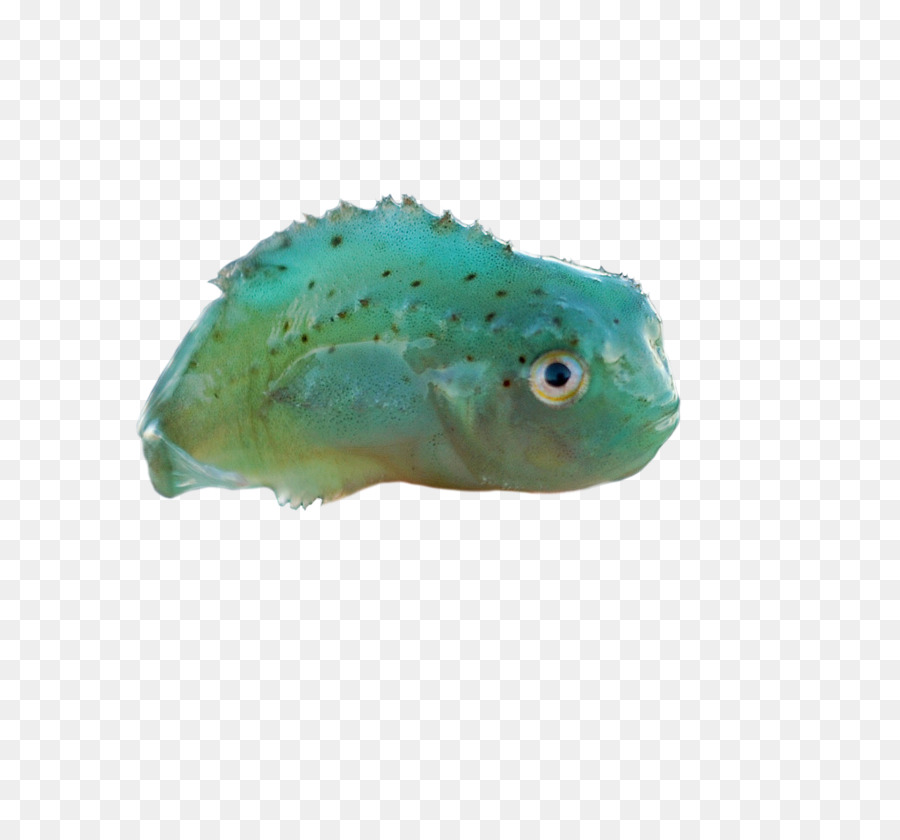 Lumpsucker，الأسماك PNG