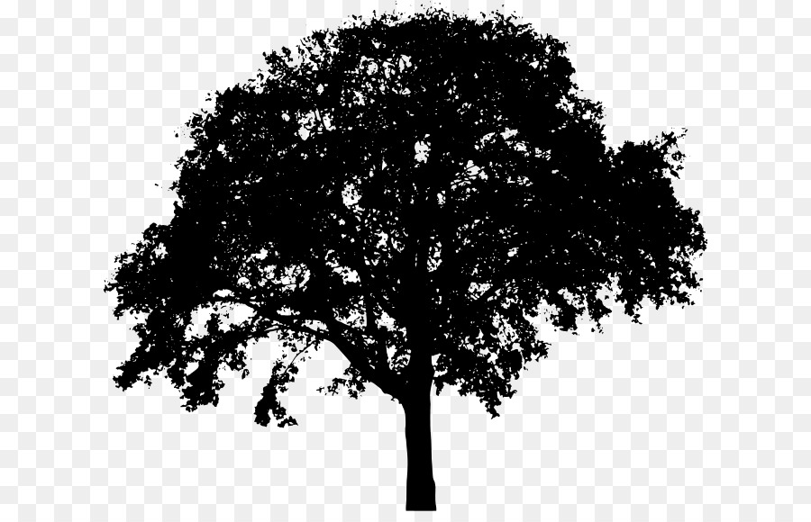خيال，شجرة PNG