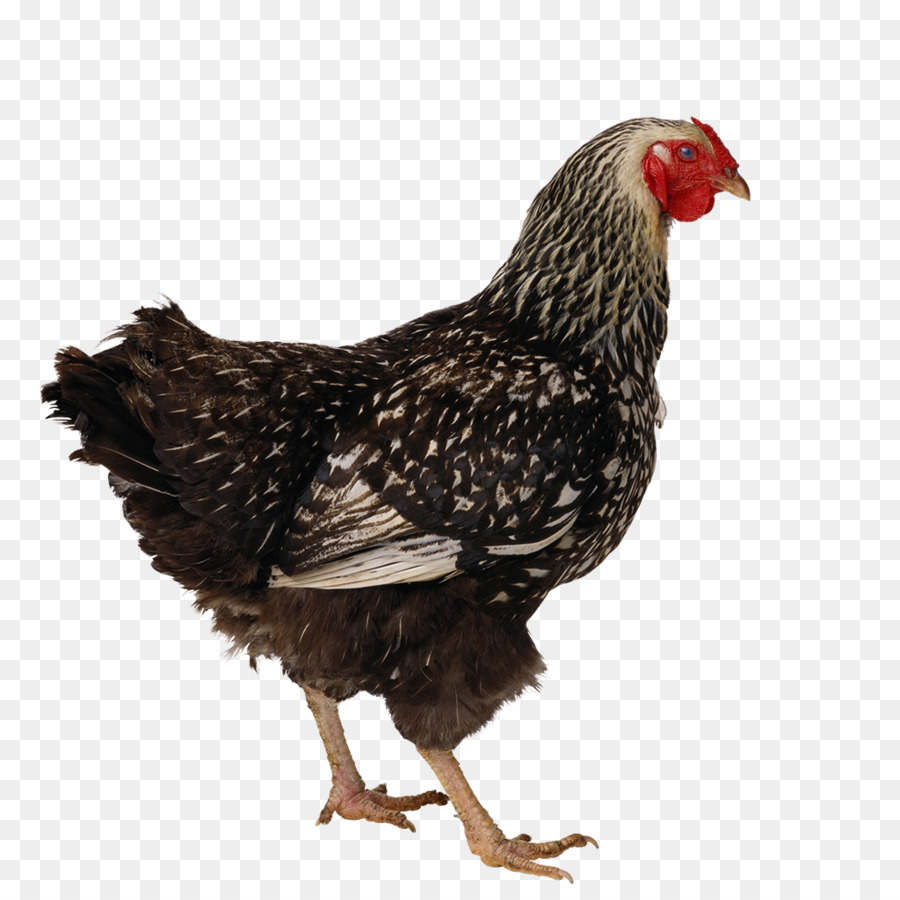 الدجاج，بطة PNG