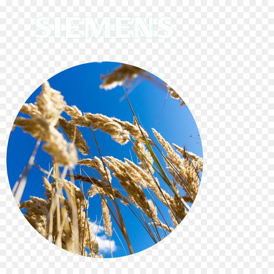 Emmer，الحبوب PNG