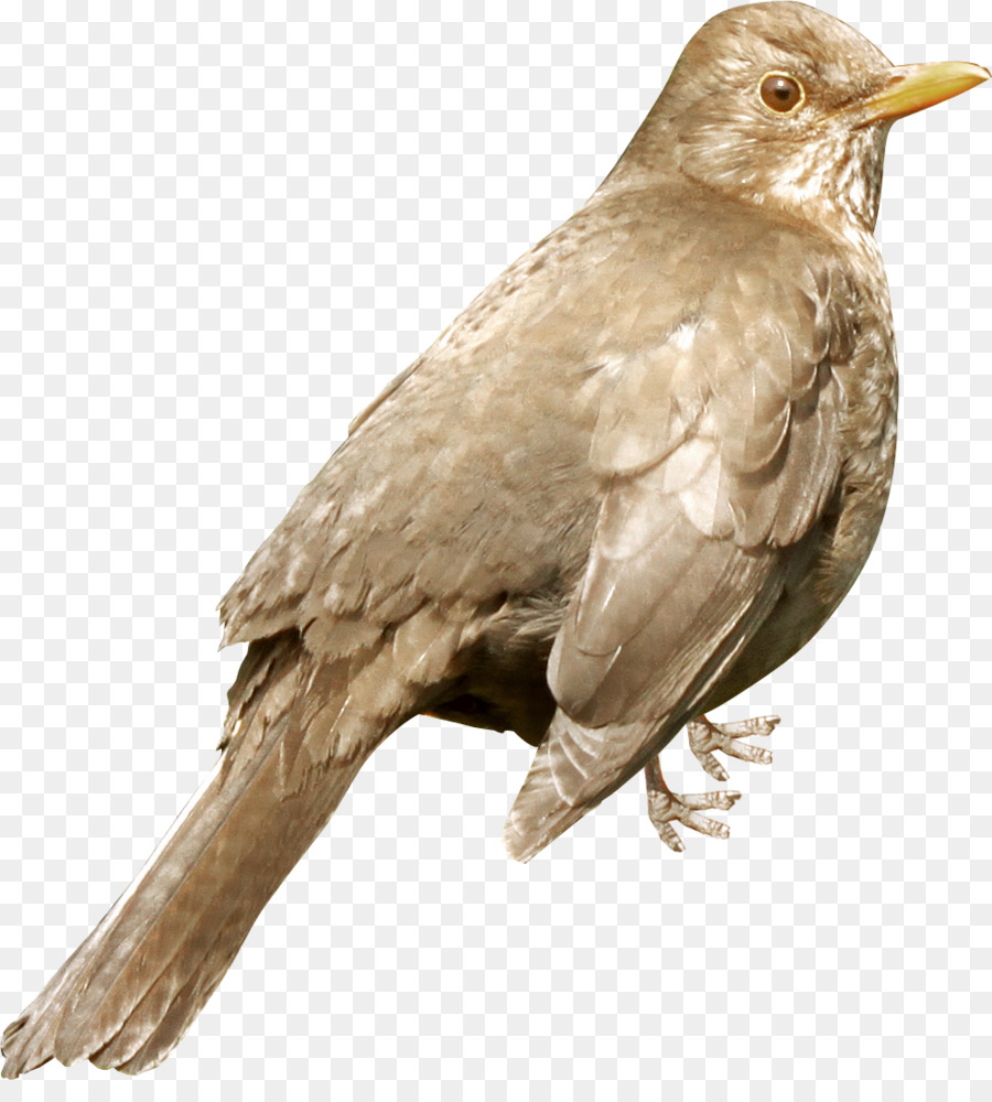 الطيور，أمريكا العصافير PNG