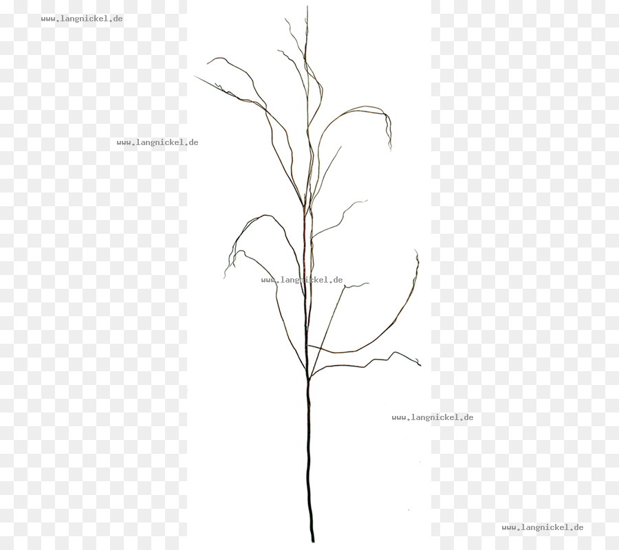 الأعشاب，الرسم PNG
