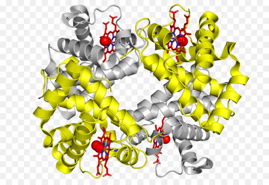هيكل البروتين，جزيء PNG