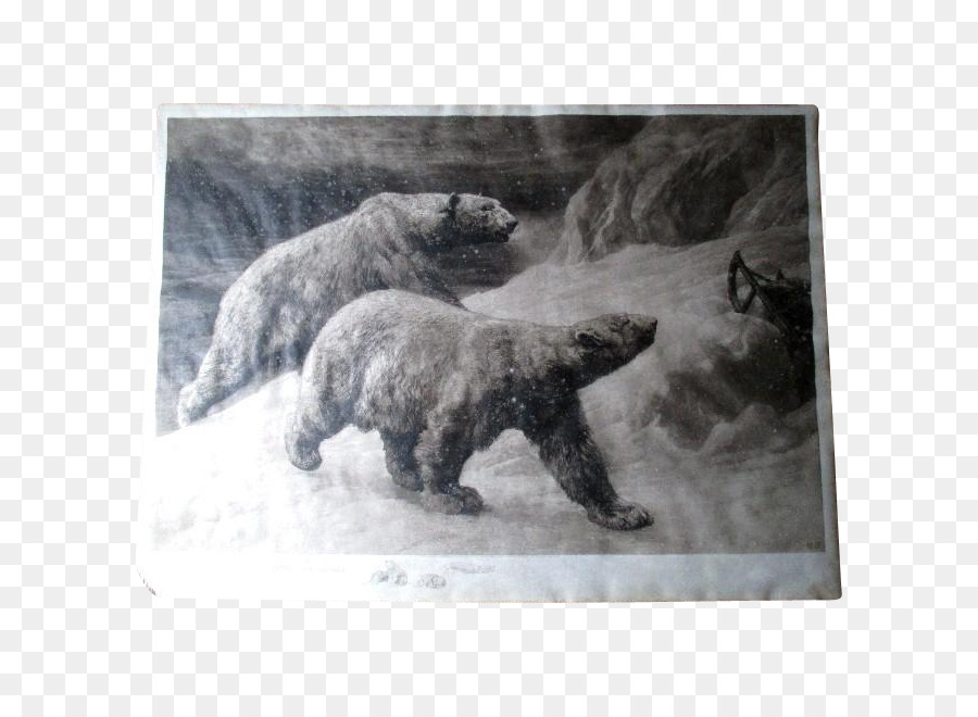 الدب القطبي，الحفر PNG