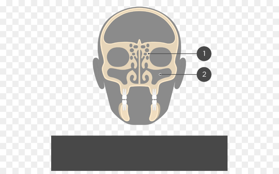 العظم الغربالي，الجيوب الأنفية الغربالية PNG