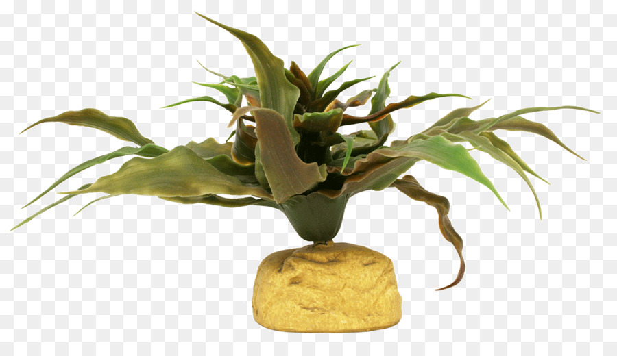 الزواحف，Cactaceae PNG