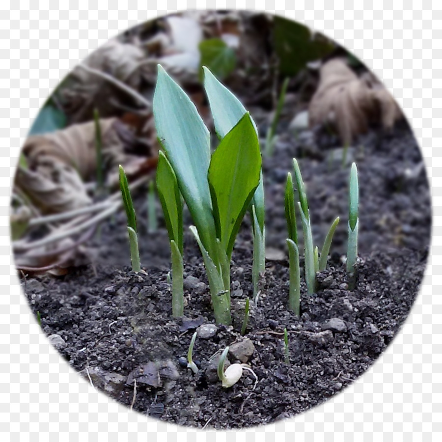 Ramsons，لمبة PNG