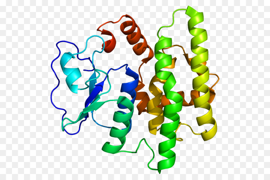 الجلوتاثيون Stransferase，مشروع الجينوم البشري PNG