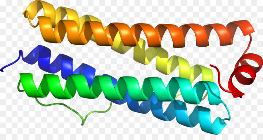 بروتين هيليكس，جزيء PNG