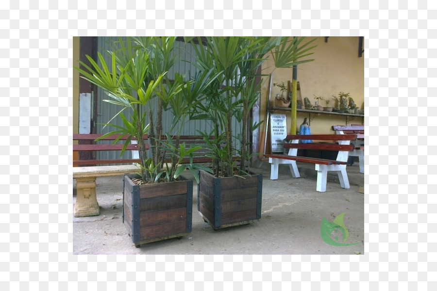 Arecaceae，حديقة ماجوريل PNG