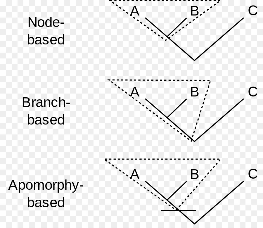 آمنة جوهريا，Synapomorphy و Apomorphy PNG