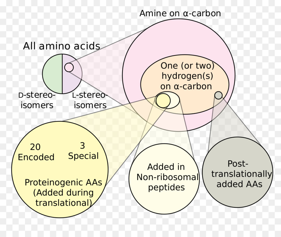 الأحماض الأمينية，Proteinogenic الأحماض الأمينية PNG