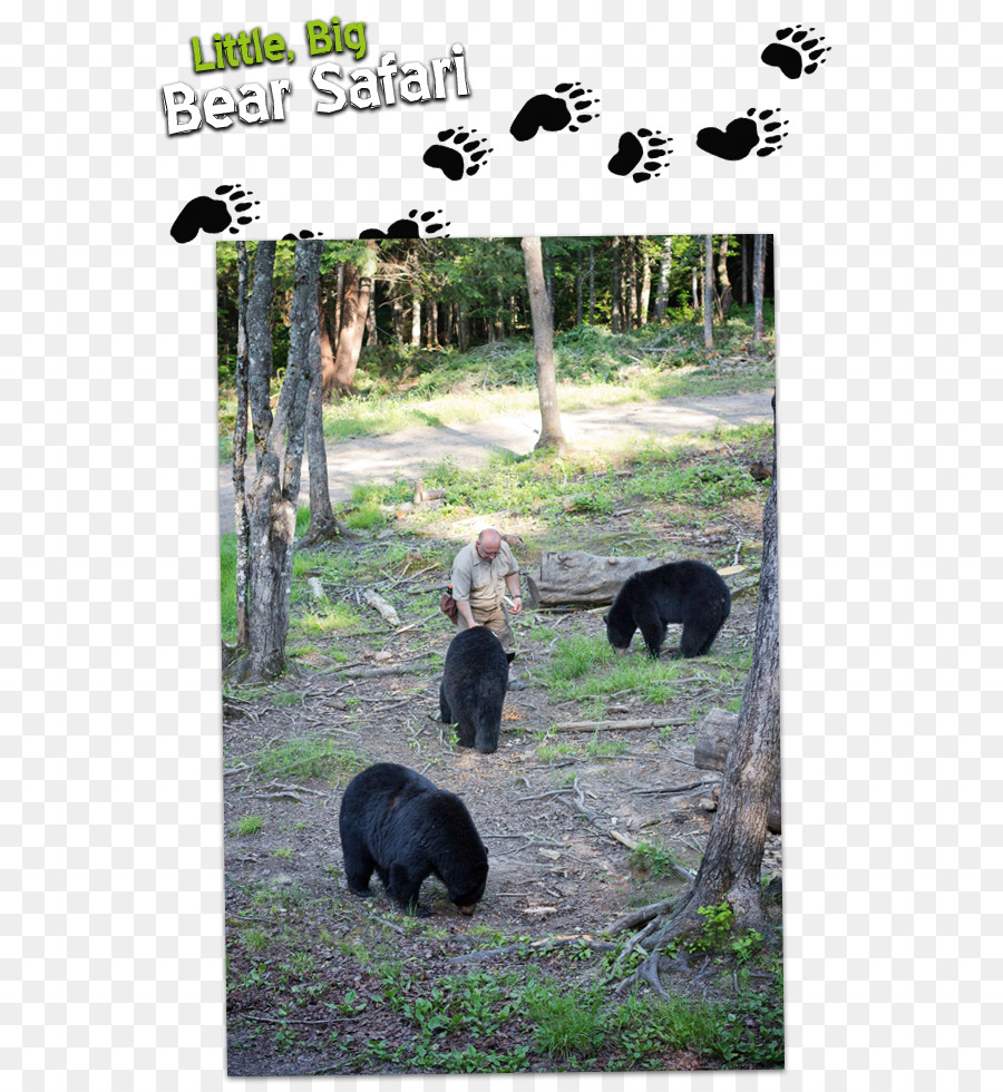 الدب الأسود الأمريكي，برونزويك الرعية PNG