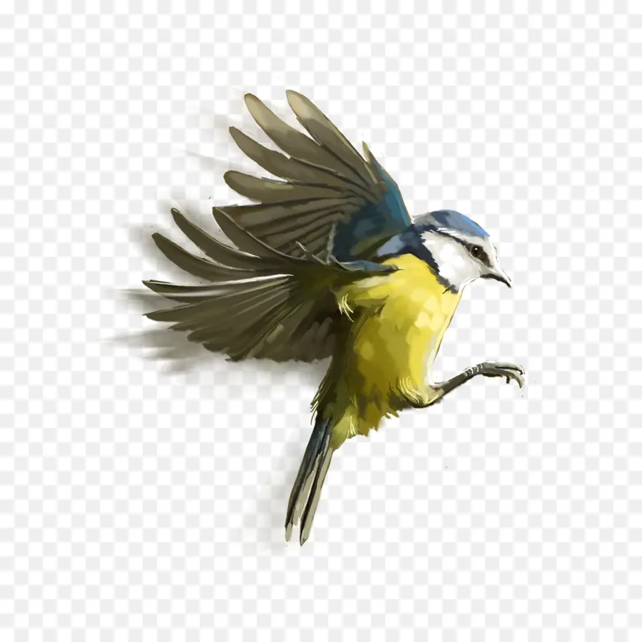 الطيور，التحرير PNG