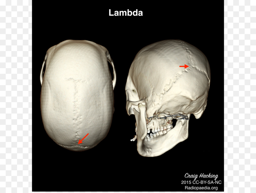 Anatomie Physiologie Für Die Physiotherapie，التشريح PNG