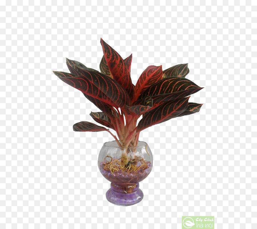 ورقة，خيزران Fragrans PNG